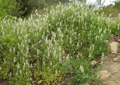 Fumaria capreolata capreolata
