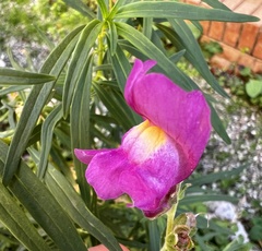 Antirrhinum majus