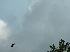 Psarocolius montezuma