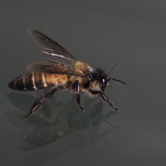 Apis dorsata