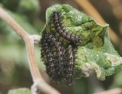Chlosyne californica