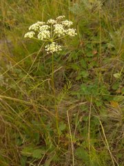 Peucedanum vaginatum