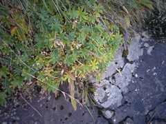 Alchemilla alpigena
