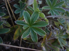 Alchemilla alpigena