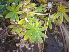 Alchemilla alpigena
