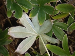 Alchemilla alpigena
