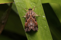 Callopistria flavitincta