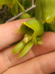 Catasetum gardneri