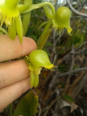 Catasetum gardneri