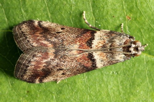 Acrobasis consociella Hübner, 1813