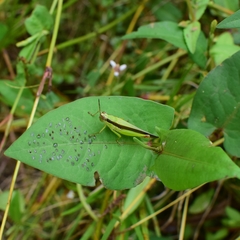 Gesonula punctifrons