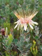 Protea aurea potbergensis
