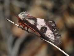 Hemileuca electra