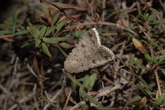 Caradrina belucha