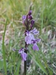 Orchis patens