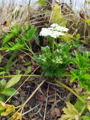 Kitagawia terebinthacea