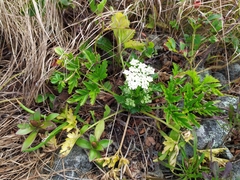 Kitagawia terebinthacea