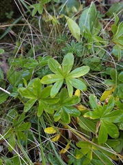Alchemilla alpigena