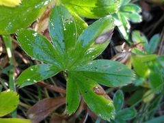 Alchemilla alpigena