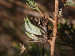 Rhopalomyia ericameriae