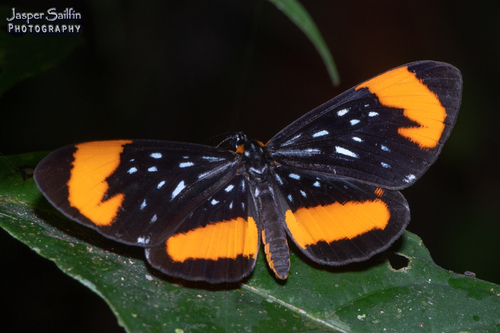 Stalachtis euterpe (Linnaeus, 1758)