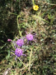 Carphephorus tomentosus