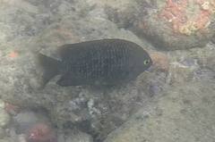 Plectroglyphidodon marginatus