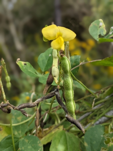 Vigna luteola