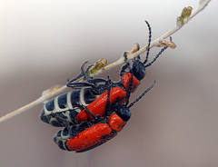 Theone silphoides