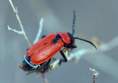Theone silphoides