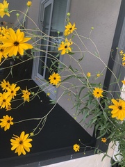 Helianthus angustifolius