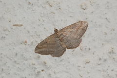 Costaconvexa polygrammata