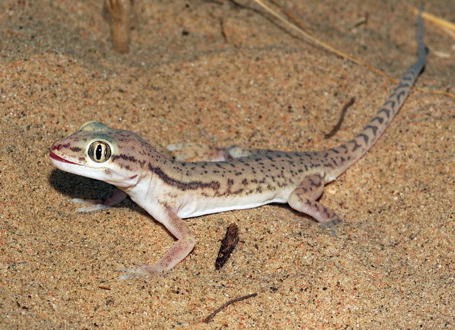 Comb-Toed Gecko