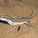 Northern Fringe-toed Gecko - Photo (c) Pavel Gorbunov, some rights reserved (CC BY-NC), uploaded by Pavel Gorbunov