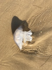 Dactyliophorae