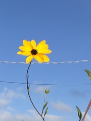 Helianthus angustifolius