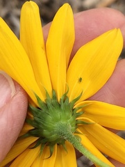Helianthus angustifolius