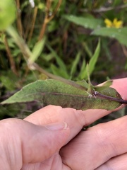 Helianthus angustifolius