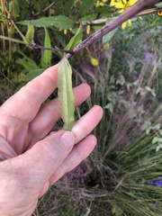 Helianthus angustifolius