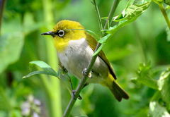 Zosterops palpebrosus