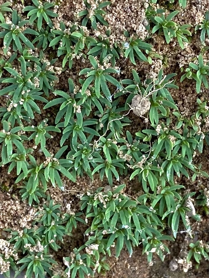 Pogonatum dentatum