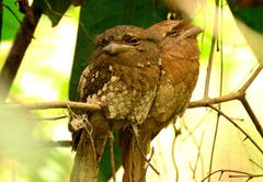 Batrachostomus moniliger