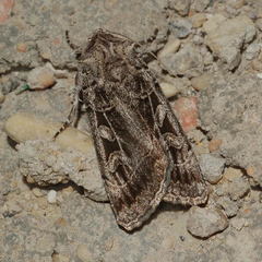 Eugnorisma atrabaelbops