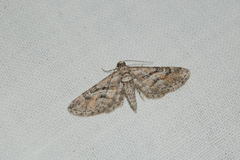 Eupithecia variostrigata
