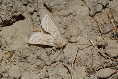 Margelana versicolor