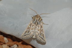 Margelana versicolor