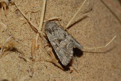 Phoebophilus veternosa