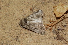 Phoebophilus veternosa