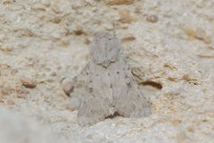 Pseudohadena pseudamoena