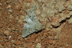 Pseudohadena cymatodes